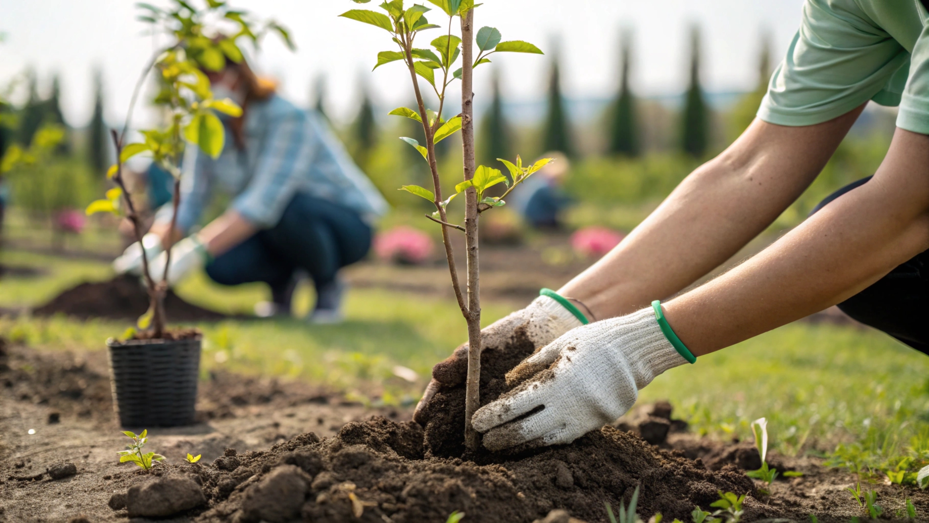 Handen planten jonge boom in de grond